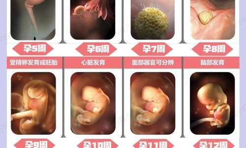 仓鼠身上被水打湿网仓鼠身上有跳蚤吗怎么解决知识网站,分享仓鼠身上有虫子大全