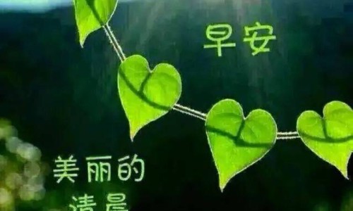仓鼠身上被水打湿后软趴趴的-仓鼠身上被水打湿网仓鼠身上有跳蚤吗怎么解决知识网站,分享仓鼠身上有虫子大全